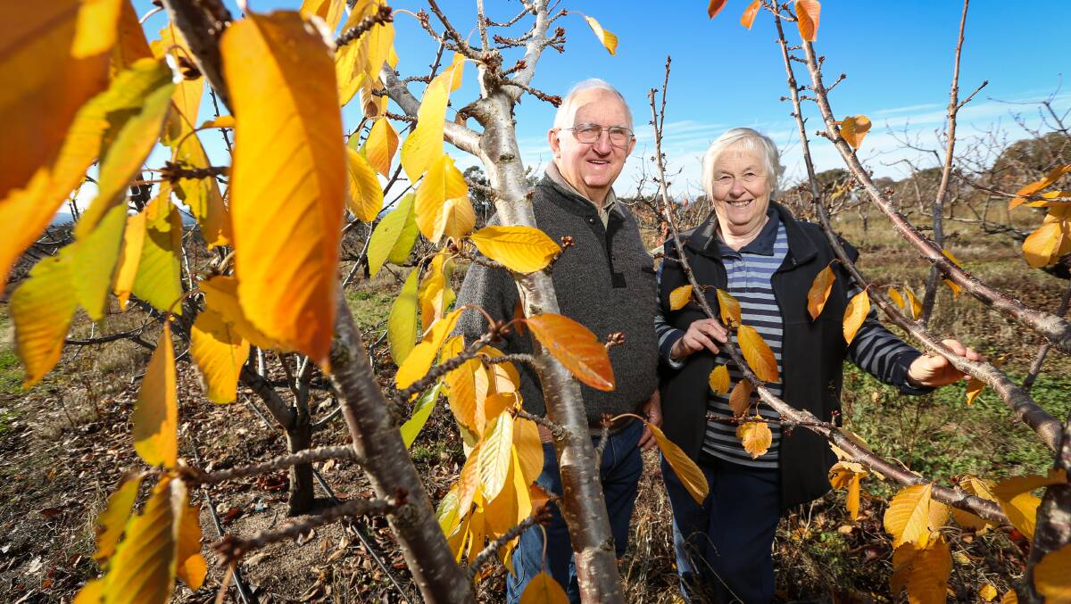 PICKERS NEEDED: Cherry farmers Bill and Lois Hotson of Hotson's Cherries near Chiltern. Mr Hotson says the government's new visa would help him find pickers during the cherry harvest. Picture: JAMES WILTSHIRE