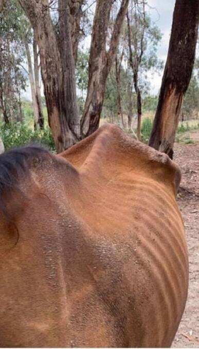 SORRY STATE: Bill, a six-year-old ex-racehorse, was in a severely malnourished state at the Albury equestrian centre.