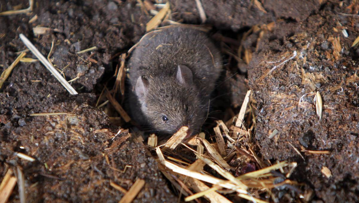 NOT SO MICE: With crops now establishing, Border farmers are seeing the toll mice have taken on their sewing.