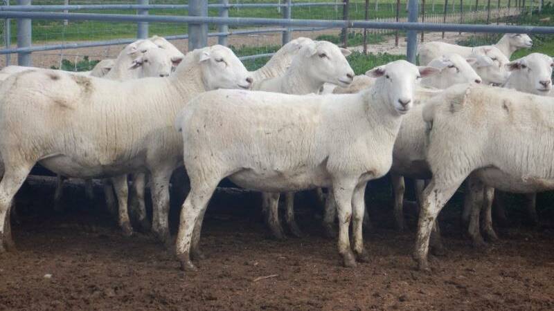 Strong genetics drive new record bid for Australian White ewes