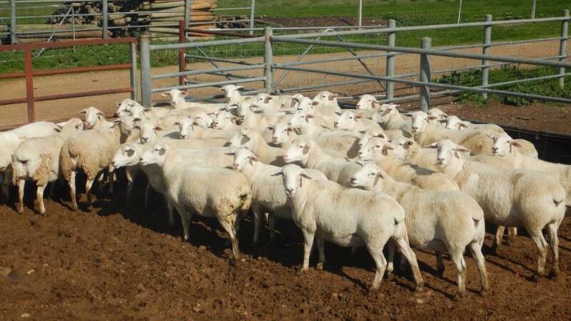 RECORD SALE: Rodney and Karen Vodusek, of Hareeba Park, sold 40 Australian White ewes for $1015 on Tuesday, a new record for ewe sale prices in Australia. Pictures: SUPPLIED