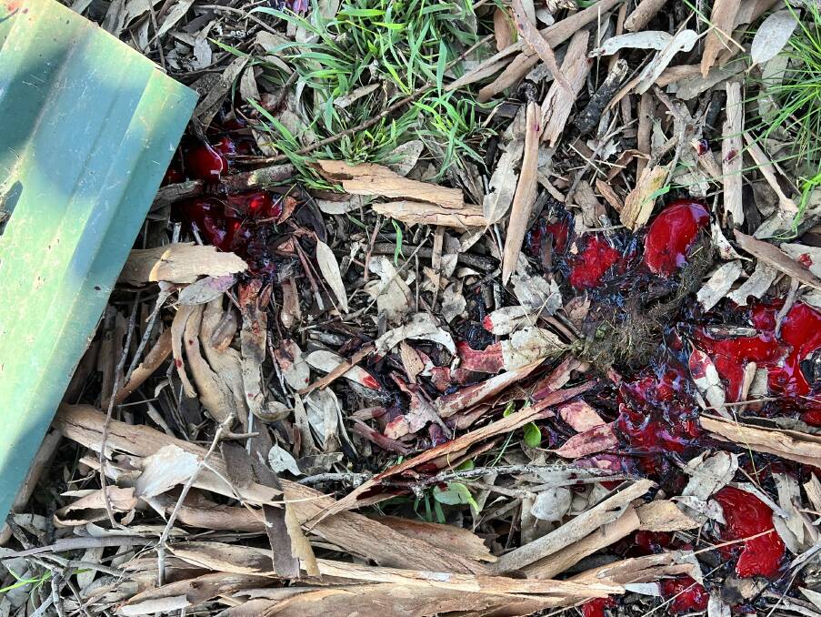 A trail of blood was found around 6:30am Monday, August 7, by Ken Petts after doing his morning routine, when he noticed Rudie was missing. Picture supplied.
