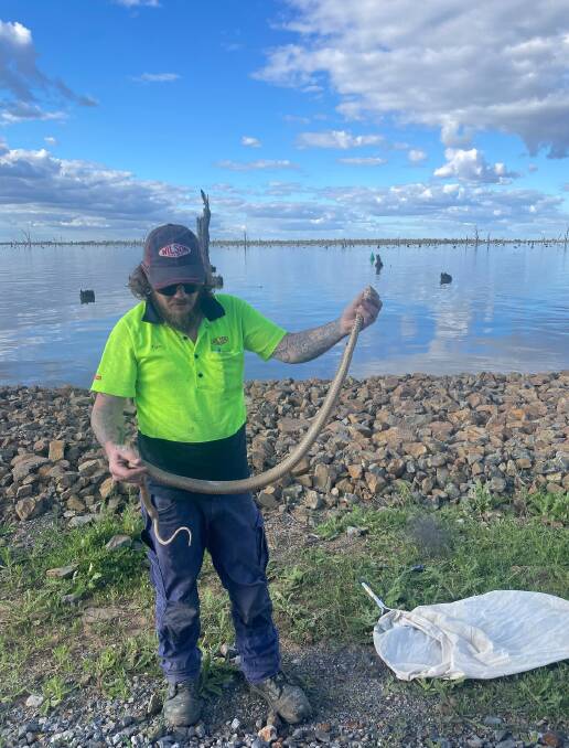 Border Snake Rescue's Tristan Hamilton says snake-breeding season got underway "much earlier" this year due to the wet weather and full catchments. He hopes people be alert when out and about. Picture supplied