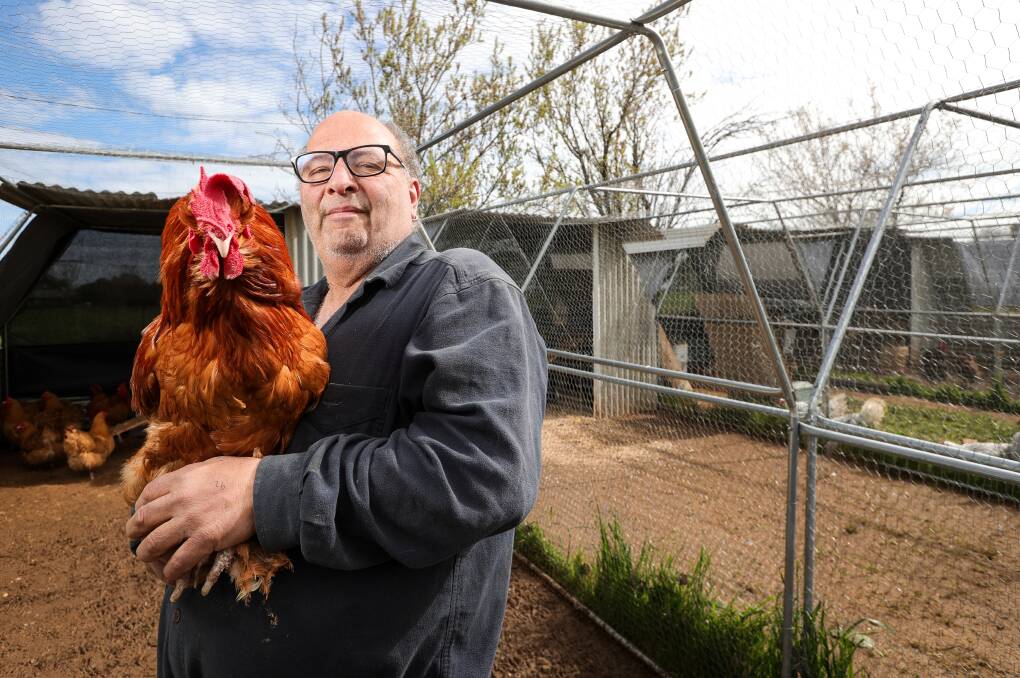 Braham Metry, with a medium-size red Faverolle chicken, says the demand for chicken sales has skyrocketed, especially with the cost of living crisis. Picture by James Wiltshire. 