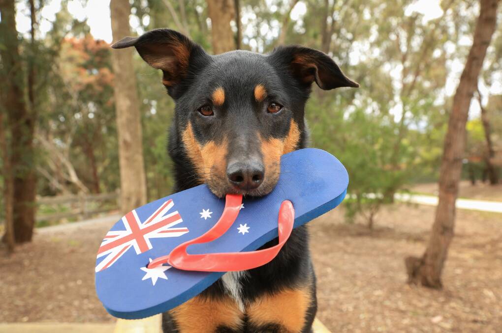 Latest survey results show overwhelming support for Australia day activities in Indigo Shire to remain unchanged. Picture by Linda Lambrechts