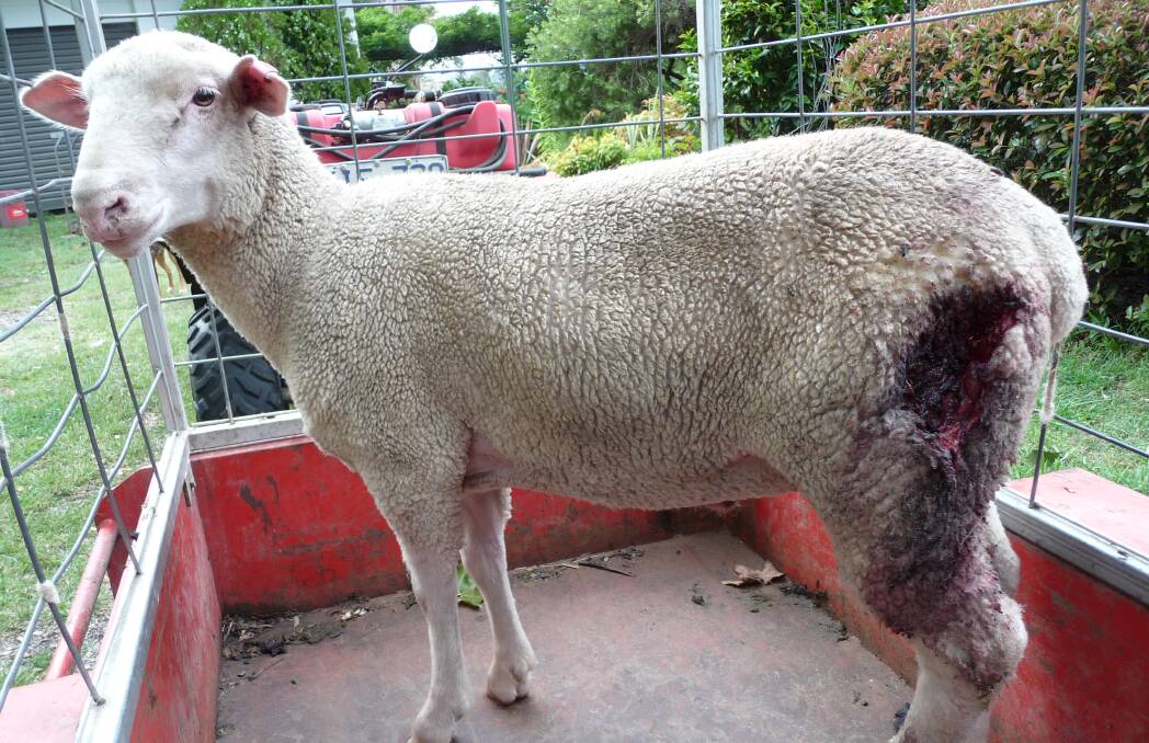 A lamb on Stuart Morant's Tallangatta Valley property is left mangled after a wild dog attack.