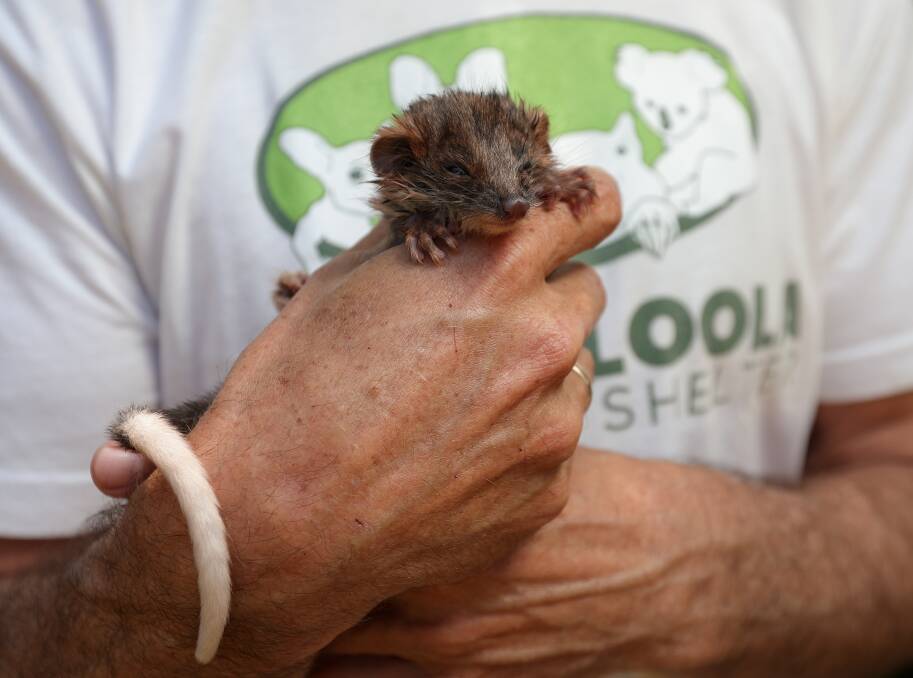 This three-month-old ringtail possum found separated from its mother is being cared for by wildlife rescuer Chris Lehman at his Baranduda home. Picture by James Wiltshire