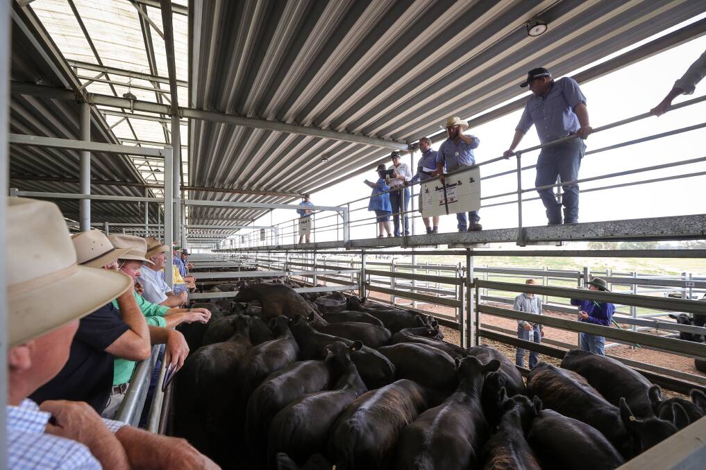 Hundreds braved the heat at Barnawartha on Wednesday morning to attend the sale of close to 5300 head of cattle for a total of $8,985,505. Picture by James Wiltshire