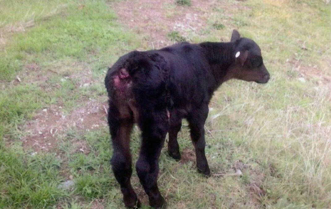 Stuart Morant says wild dogs sometimes have trouble bring down calves which are often left without tails. Picture supplied