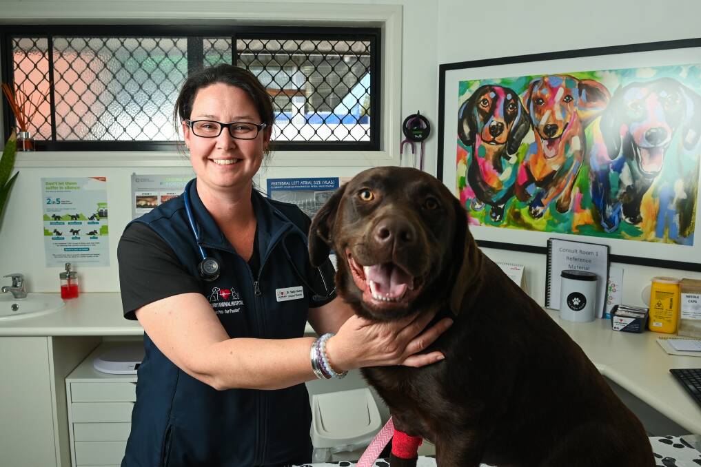 Dr Sally Henry, at her Lavington clinic, tends to Coco the labrador who was bitten by a snake last Friday. Dr Henry said if Coco wasn't an existing client, and had been bitten after hours, she wouldn't have made it to the 24-hour clinic in Wagga alive. Picture by Mark Jesser