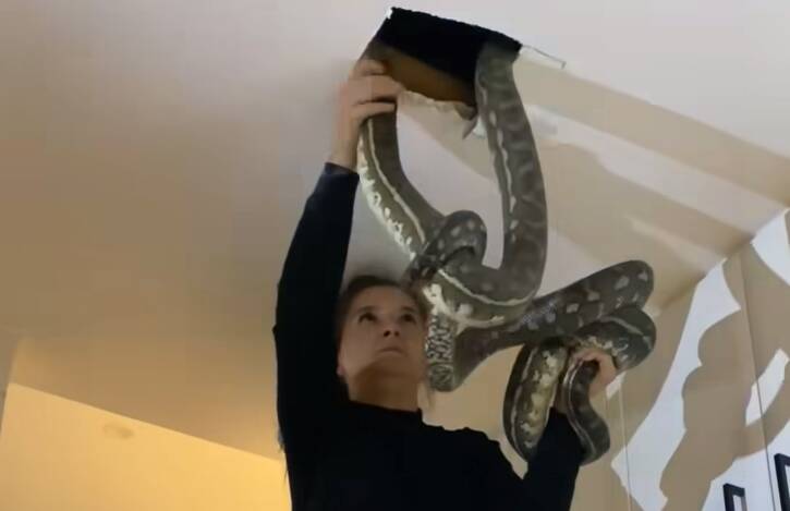 The two snakes were still fighting each other when they were pulled from the ceiling.