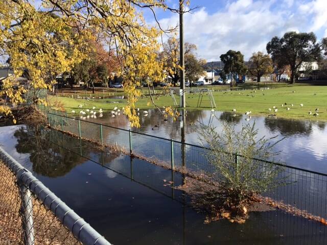 Birds enjoying the result of first decent rain in months at Lambert Park, South Albury on Friday, May 31. Picture supplied
