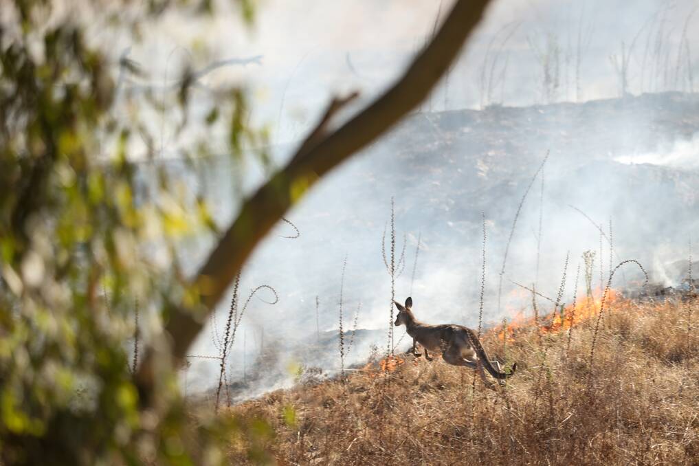 A kangaroo hops to safety during the East Albury bushfire. Picture by James Wiltshire