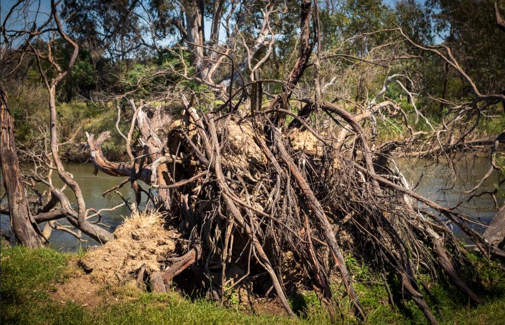 Bungowannah farmer Andrew Watson said 52 trees fell into the river on his property last year. Picture by Layton Holley