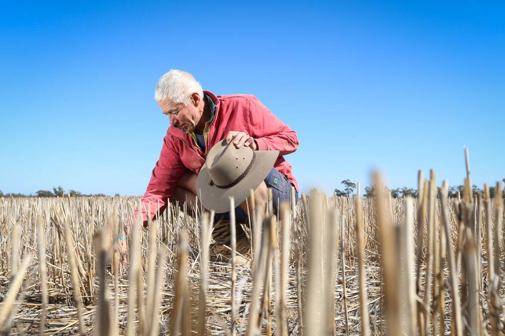Rand farmer Roy Hamilton says it's too early to ring the alarm bells, but the Border must get rain before the end of June to ensure a good yield. File image