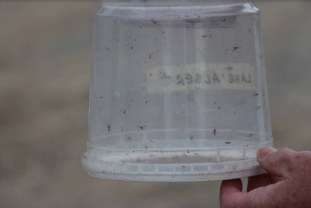 Mosquitoes in one of the MLHD's traps. Picture by Andrew Pearson 