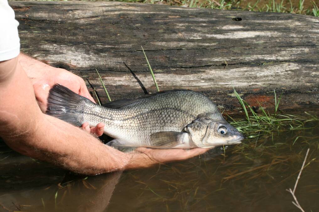 The Macquarie perch is known for the large white eyes and blue-grey colouring. Picture supplied.