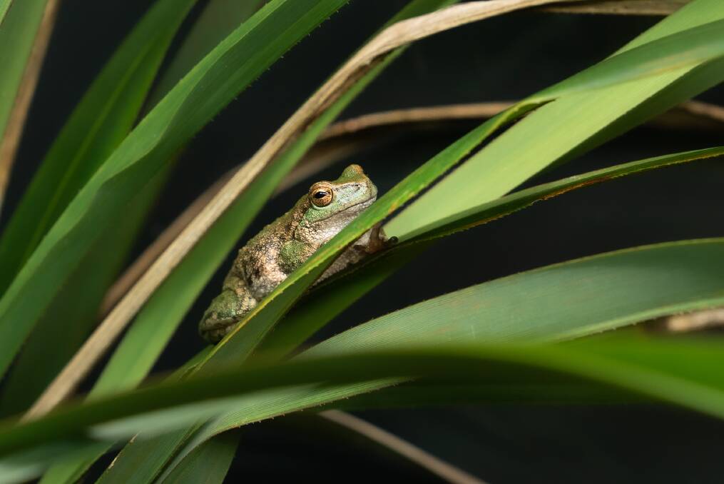 The critically endangered Spotted Tree Frog has been a part of a conservation program. Picture supplied