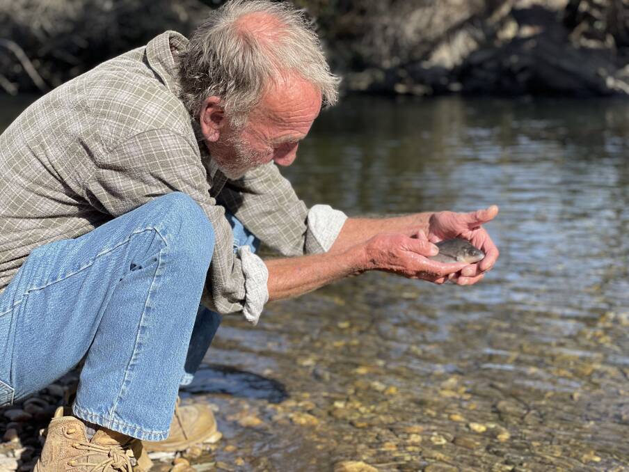 Don Hardwick assisted in the release of the Macquarie Perch on Friday morning. Picture supplied