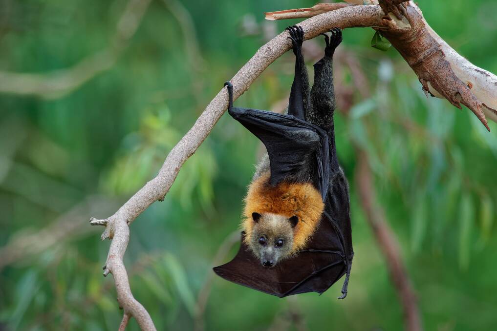 GO INTO BAT: While the grey-headed flying fox is listed as vulnerable, habitat loss places all species of bat at risk. Preserving hollows and safe bushland and planting natives can help them survive. Picture: Shutterstock 