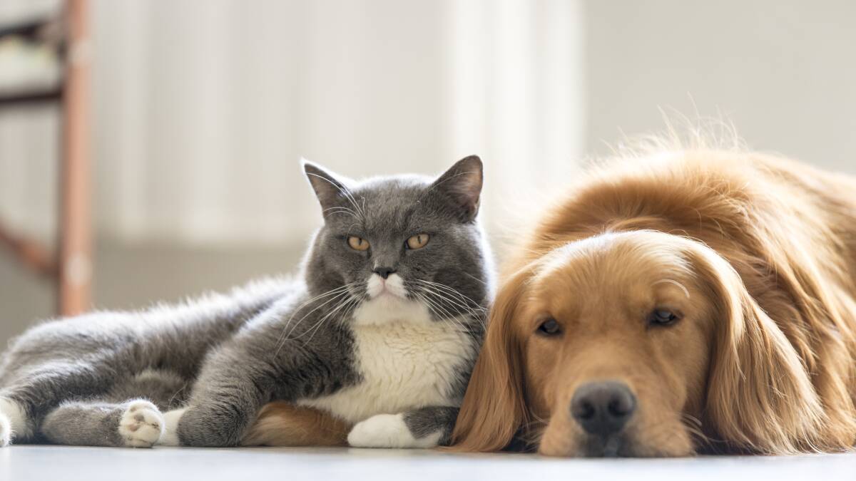 WORM WORRIES: Heartworm poses a significant threat to cats and dogs, but there are a range of effective preventative products which will keep them safe.