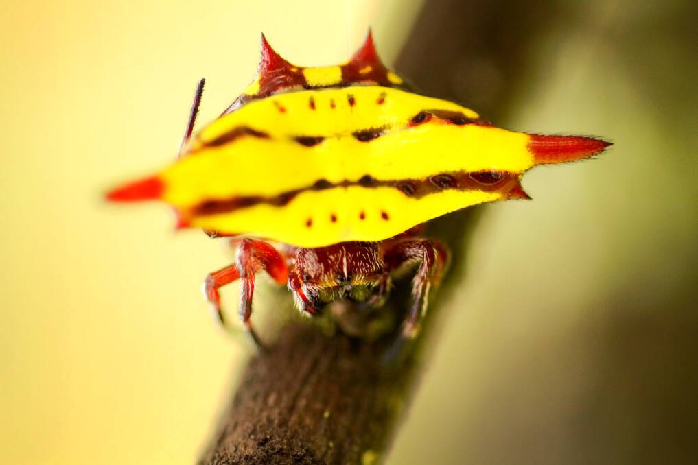 CURIOUS: The yellow spiny orb-weaver spider.