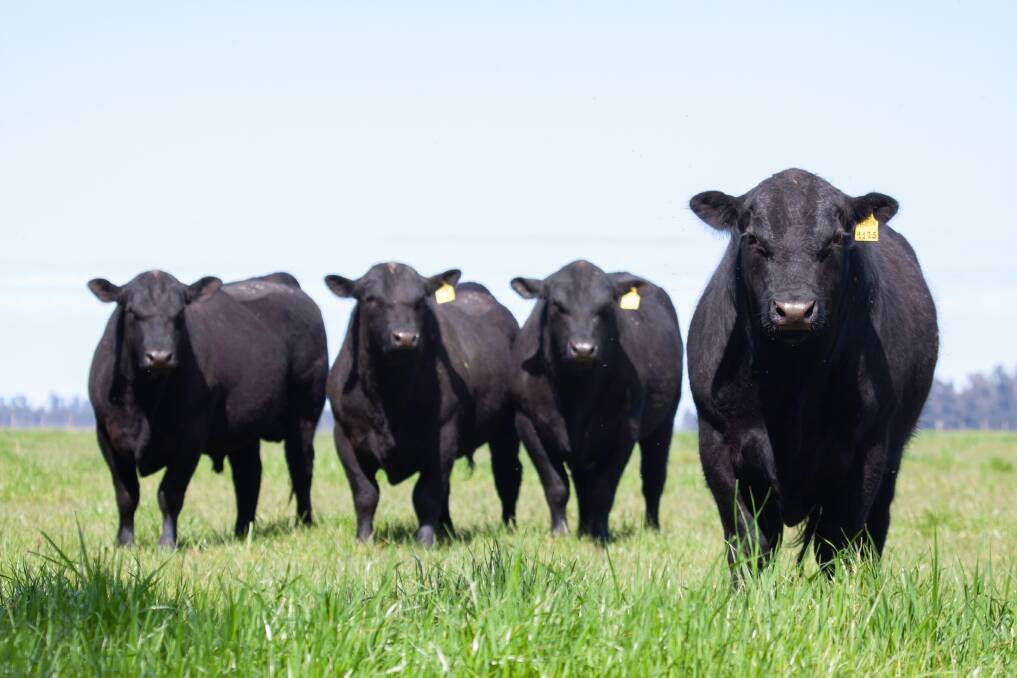 Sound as a bull? Be confident of success | Vet Talk