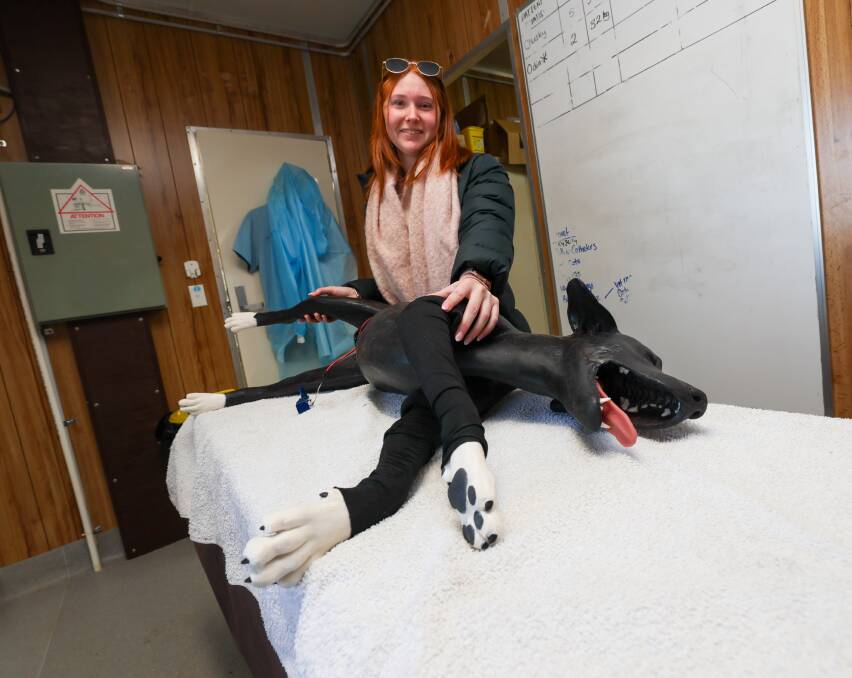TAFE Certificate IV in Animal Studies student Bella Harrison working with Sheila, the canine mannequin. Picture by Les Smith