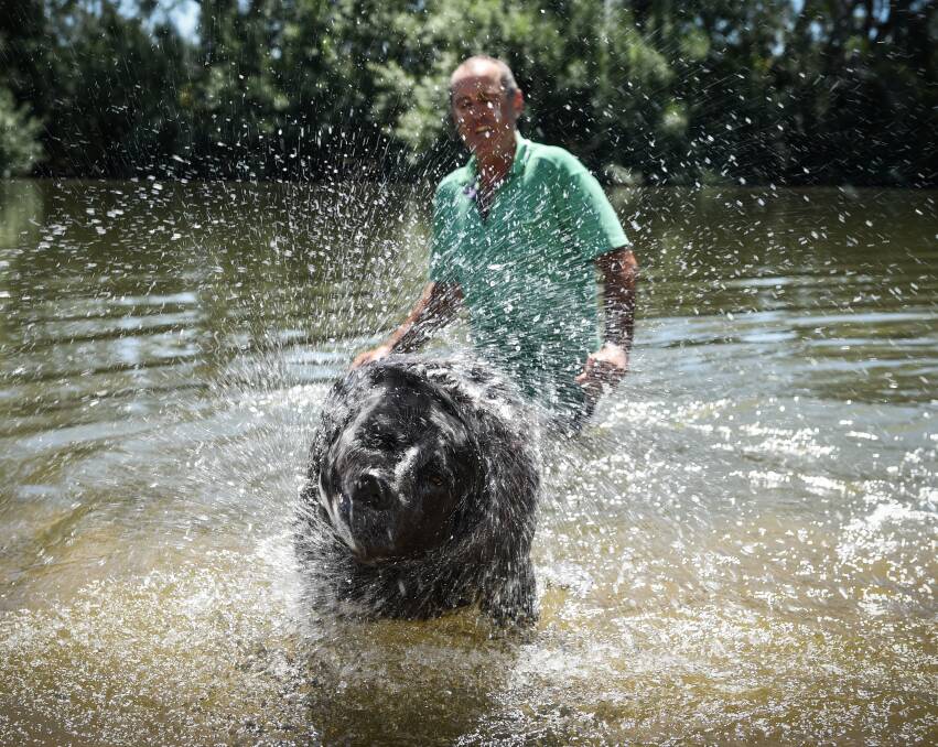 COOL PAWS: Jumbo shakes off the cooling Murray River as his owner Paul Whitehead, of North Albury, looks on. Picture: MARK JESSER