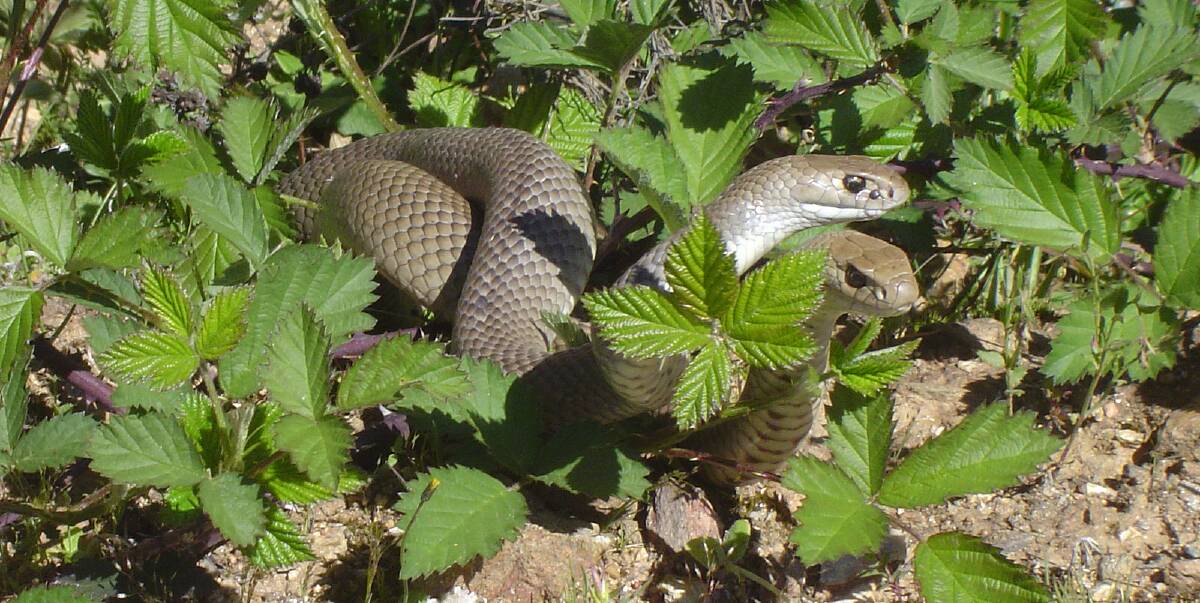 SUN'S OUT SNAKES OUT: Snakes are finding their way out of hibernation after above average temperatures earlier than expected soak the region, with a pair of Eastern brown snakes enjoying the sunshine. Picture: NICK CLEMMANS