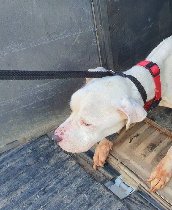 Wodonga Council rangers picked up the stray white bull-breed male dog in West Wodonga on July 26.