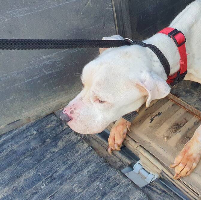 Wodonga City Council rangers picked up the stray White Bull-breed male dog on July 26.