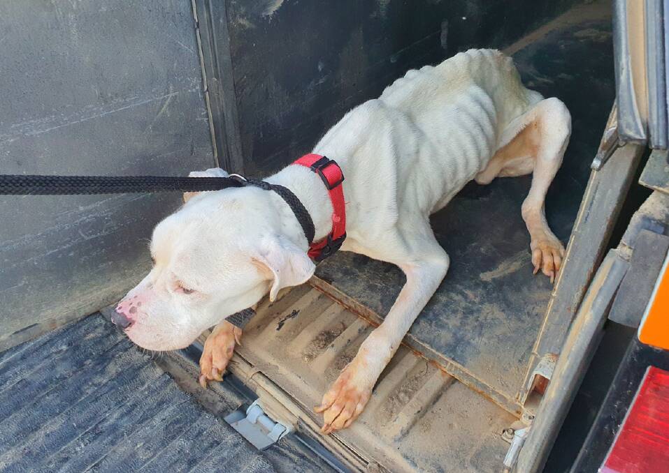 Wodonga City Council rangers picked up the stray White Bull-breed male dog on July 26.