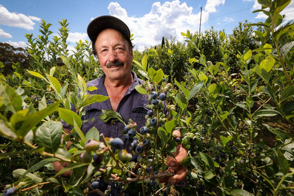 High Grove Cherry and Berry Farmer owner Tony Iaria says they will open for berry picking on Thursday. Picture by James Wiltshire