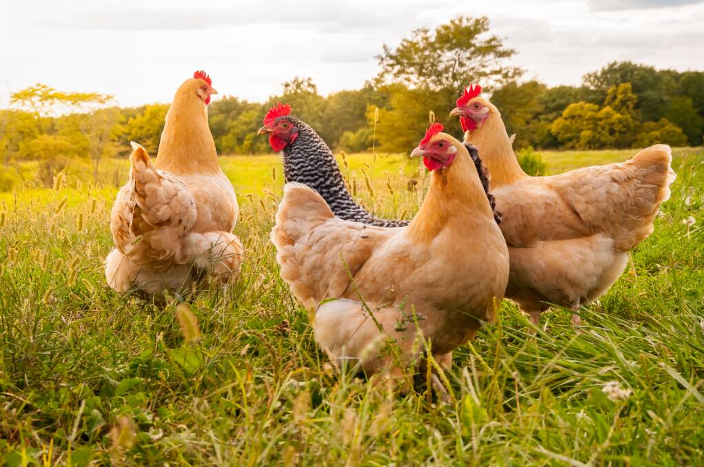 BIRDS OF A FEATHER: Hens and goldfish make low-maintenance, practical pets in a global pandemic. Picture: SHUTTERSTOCK