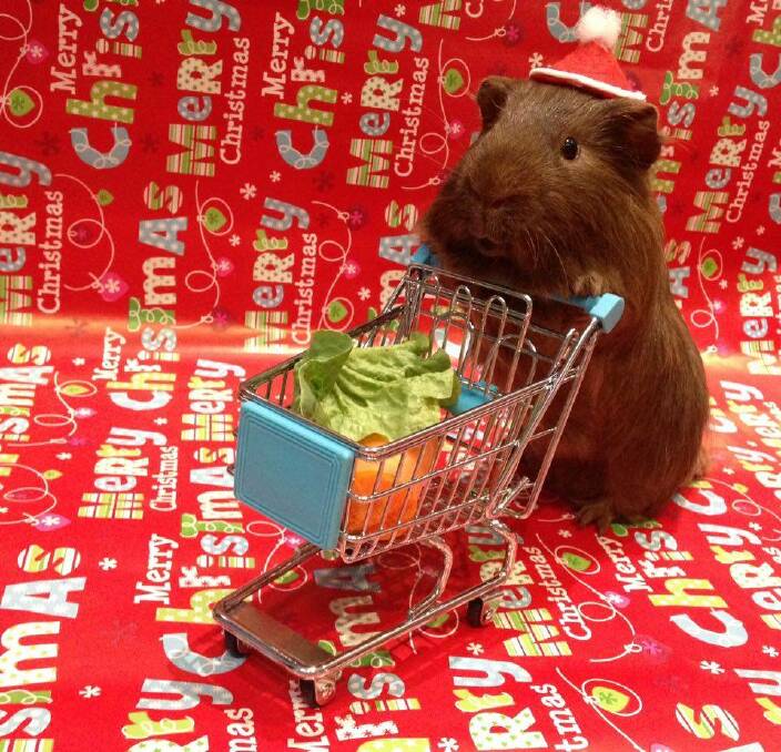 Channing the guinea pig looks to get all of his Christmas shopping done well ahead of time. 