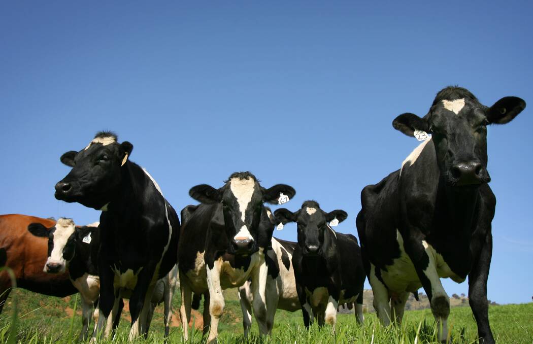 KEEP IT CLEAN: Dairy farmers have been reminded about the importance of obeying environmental regulations, after a King Valley farmer was fined over misuse of cattle waste.