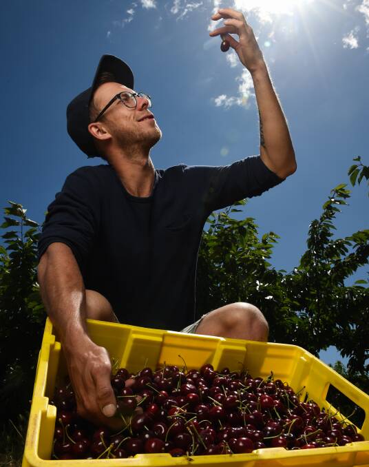 SWEET TREAT: Stefan Heintjes with some of the cherries at the Eldorado Orchards, on the Eldorado-Wangaratta Road. Pictures: MARK JESSER