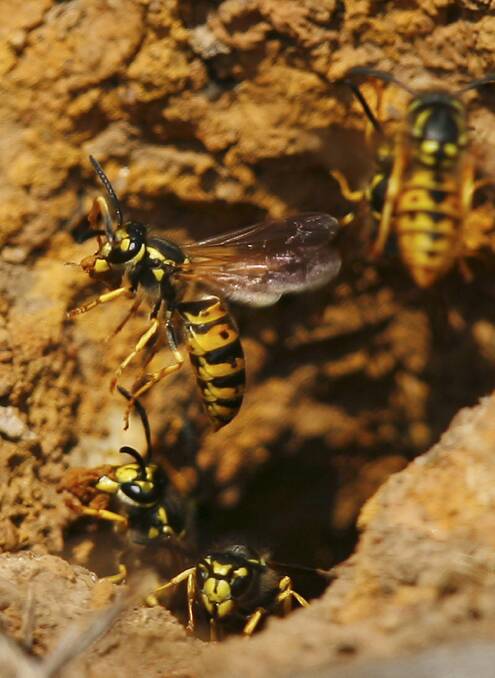 THE STING: European wasp activity will increase early in the new year.