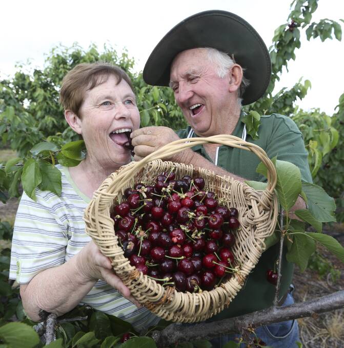 FINGER-PICKIN' GOOD: Lois and Bill Hotson, of Hotson's Cherries, Chiltern, enjoy the fruits of their labour. Mr Hotson said storms had little impact on fruit quality, with just limited splitting seen on Monday. Picture: ELENOR TEDENBORG