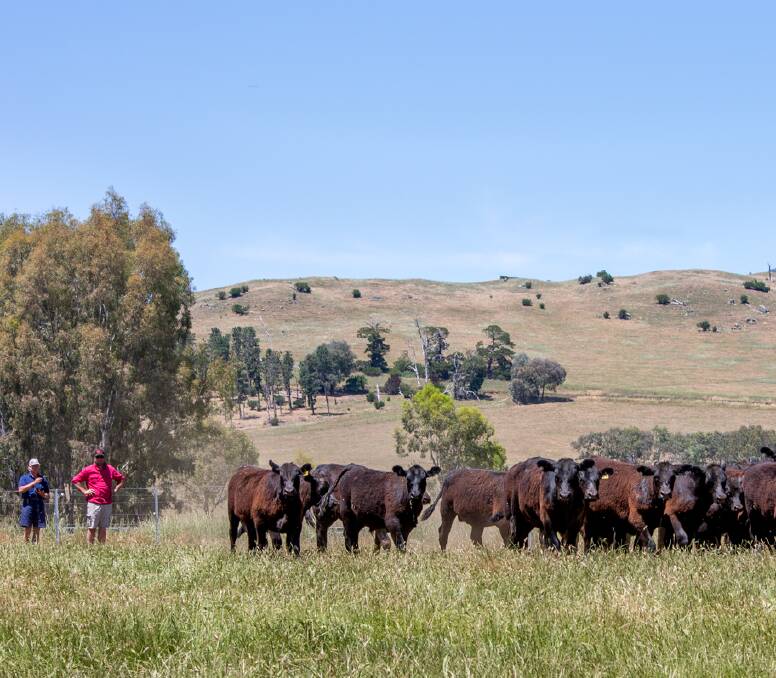 BILL OF HEALTH: Mark Auchinleck and Paul Nugent look over stock at Baringa Station, Towong. Baringa will offer 90 Gold rated pre-vaccinated eight and nine-month old excellent quality angus steers.