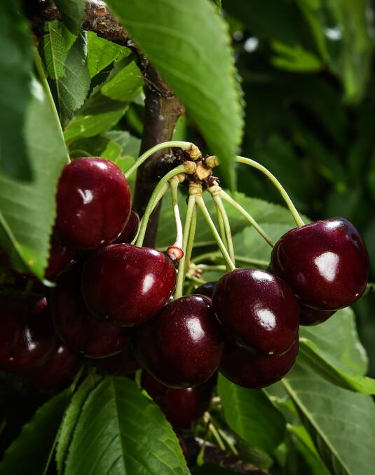 FESTIVE FRUITS: Cherries ripen in the North East sun awaiting picking.