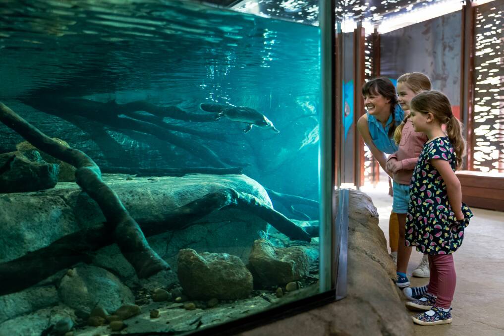 Discover Taronga Western Plains Zoo in Dubbo these holidays | The ...