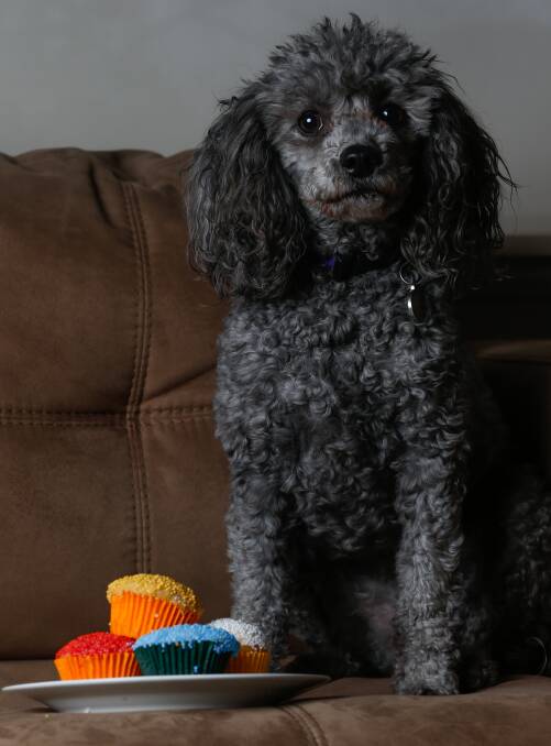 POOCHES IN NEED: People can help look after dogs like Gabby the miniature poodle by holding a Cupcake Day to raise money and awareness for the RSPCA. Picture: MARK JESSER