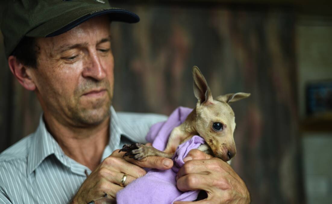Little jumper: Kangaloola secretary Chris Lehmann with Pirate, a joey left an orphan after a car accident in the Yackandandah district two months ago.