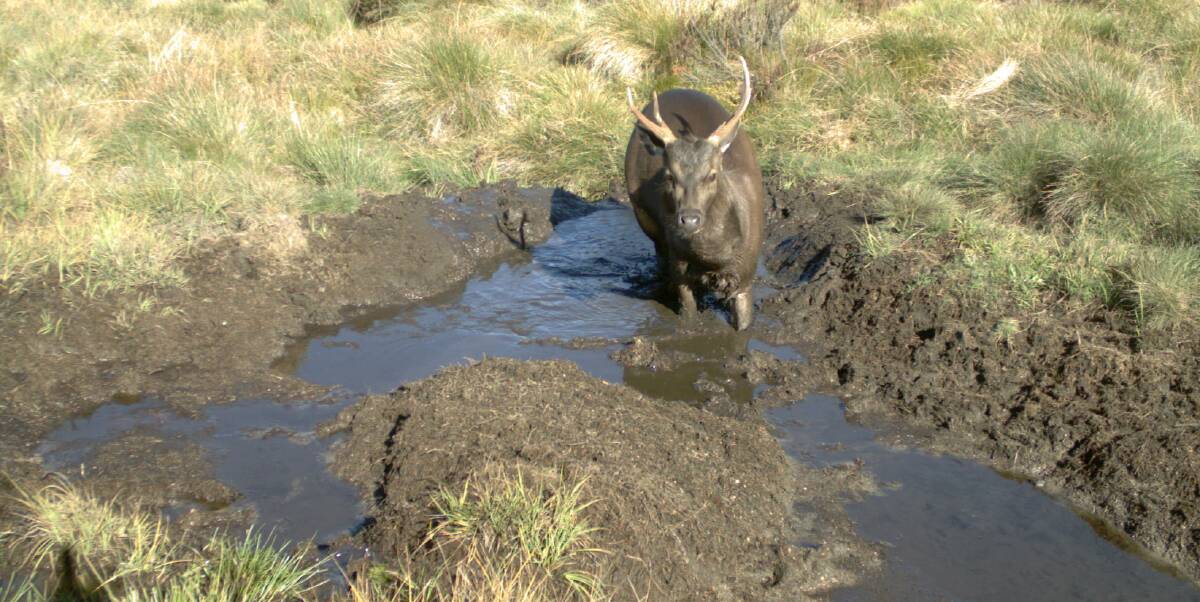 Environmental pest: A sambar deer in a bog on the Bogong High Plain. A forum is being held next week to discuss the impact of deer on the environment and farms. 