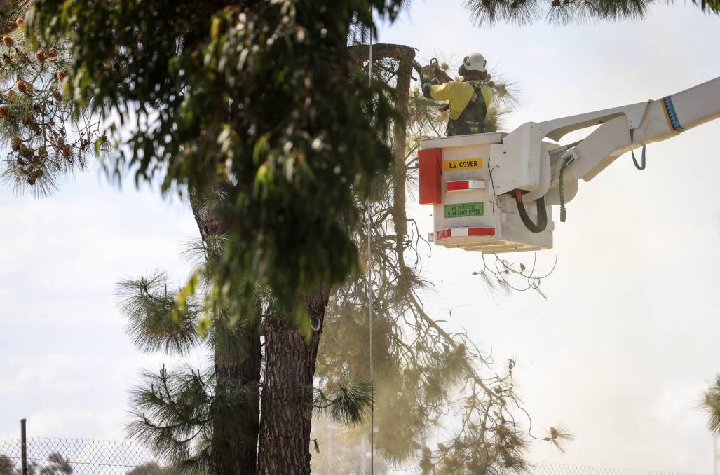 A worker saws off a large branch on one of the pine trees coming down near Wodonga's tennis centre. Picture by James Wiltshire