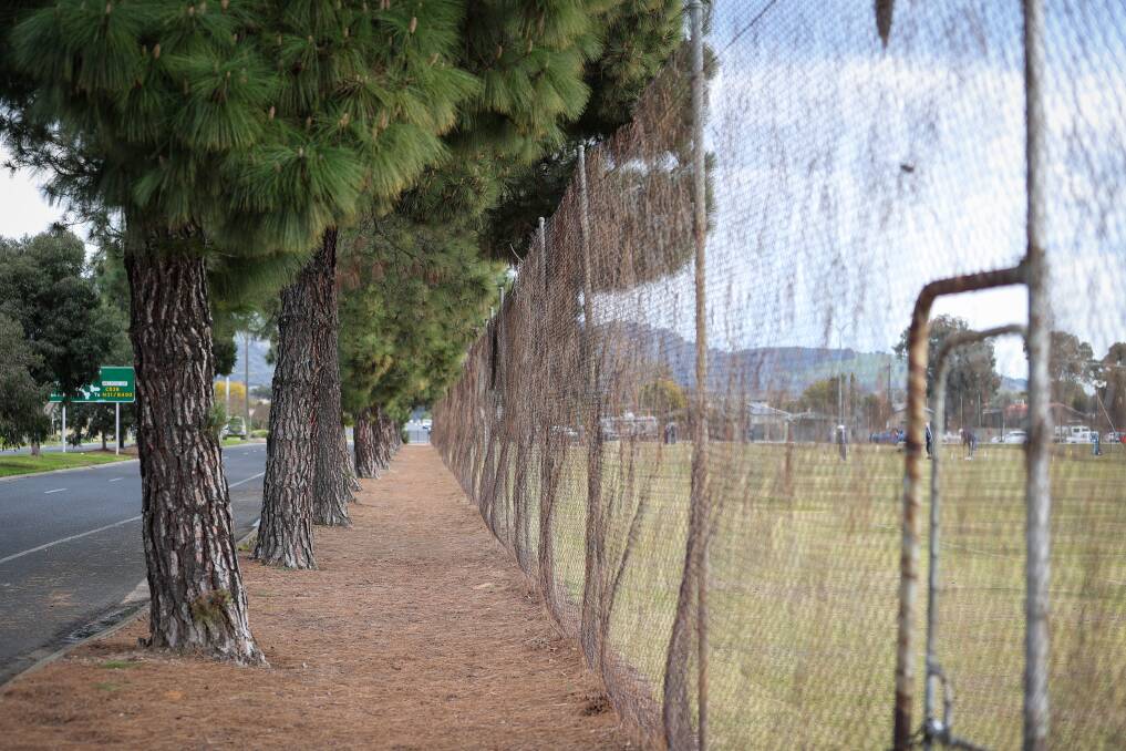 Pine needles form a carpet between Lawrence Street and the Wodonga Tennis Centre. The grass courts' curator regularly sweeps away the litter of needles and cones. Picture by James Wiltshire