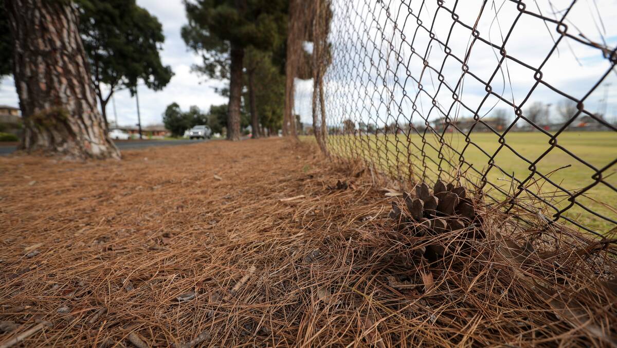 A pine cone lies next to the fence of the Wodonga Tennis Centre in Lawrence Street. Mayor Ron Mildren has expressed concern about the damage that could result from the cones being tossed about. Picture by James Wiltshire