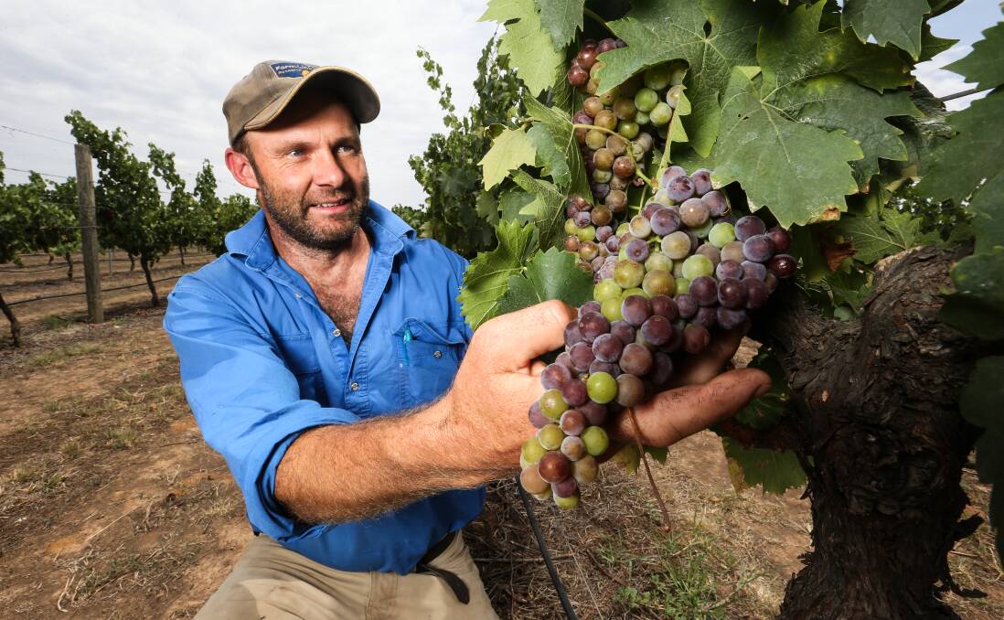 Rutherglen winemakers using unprecedented irrigation to save harvest ...